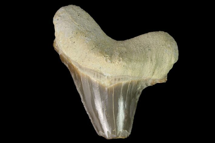 Bargain, Fossil Shark (Cretoxyrhina) Tooth - Kansas #142958